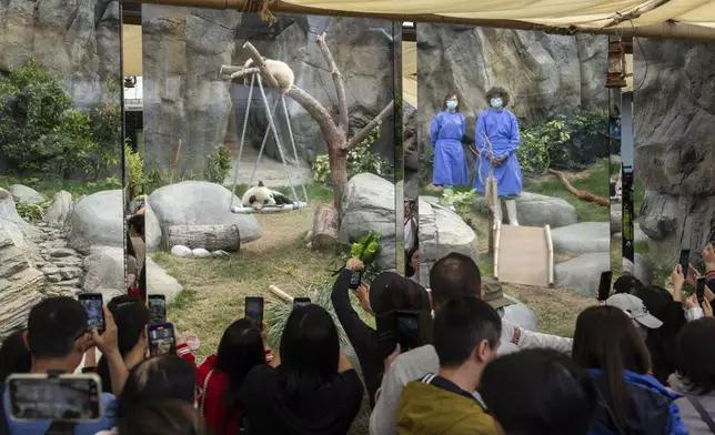 Hong Kong-born giant panda twin cubs make their debut appearance to public in Ocean Park in Hong Kong, Sunday, Feb. 16, 2025. (AP Photo/Chan Long Hei)