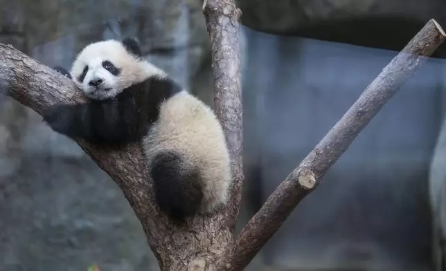 Hong Kong-born giant panda twin cubs make their debut appearance to media in Ocean Park during a greeting ceremony in Hong Kong, Saturday, Feb. 15, 2025. (AP Photo/Chan Long Hei)