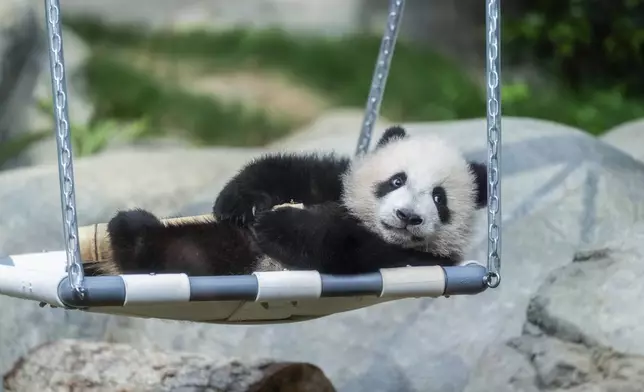 Hong Kong-born giant panda twin cubs make their debut appearance to media in Ocean Park during a greeting ceremony in Hong Kong, Saturday, Feb. 15, 2025. (AP Photo/Chan Long Hei)