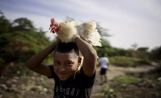 A Venezuelan migrant, of the Wayuu Indigenous group, plays with a chicken, in the Belen neighborhood, on the outskirts of Riohacha, Colombia, Tuesday, Feb. 4, 2025. (AP Photo/Ivan Valencia)