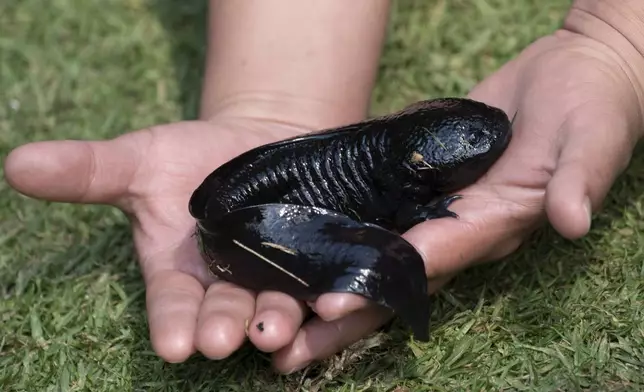 A woman holds an axolotl during a media presentation in Xochimilco, a borough of Mexico City, Wednesday, Feb. 16, 2022. (AP Photo/Marco Ugarte)