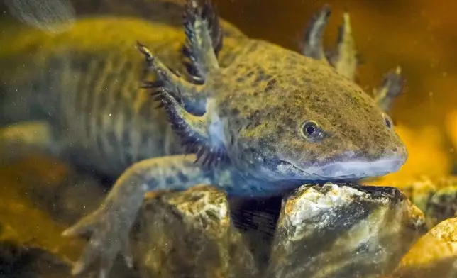 An axolotl swims around in an aquarium at a museum in Xochimilco Ecological Park, in Mexico City, Tuesday, Feb. 11, 2025. (AP Photo/Marco Ugarte)