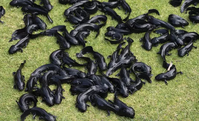 Axolotls scurry around during a media presentation before their release into the canals of Xochimilco, a borough of Mexico City, Wednesday, Feb. 16, 2022. (AP Photo/Marco Ugarte)