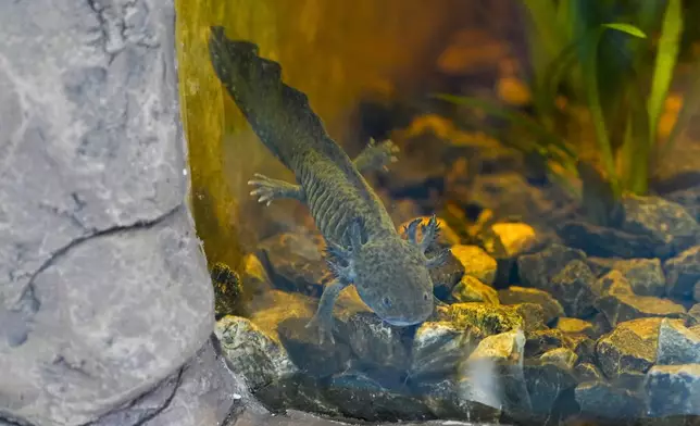 An axolotl swims around in an aquarium at a museum in Xochimilco Ecological Park, in Mexico City, Tuesday, Feb. 11, 2025. (AP Photo/Marco Ugarte)