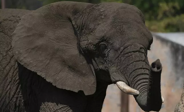 The elephant Ely stands in an enclosure at the San Juan de Aragon Zoo in Mexico City, Friday, Feb. 21, 2025. Mexico’s Supreme Court is expected to rule soon on an effort by advocates to improve conditions for Ely who have filed complaints of alleged animal abuse and abandonment. (AP Photo/Marco Ugarte)