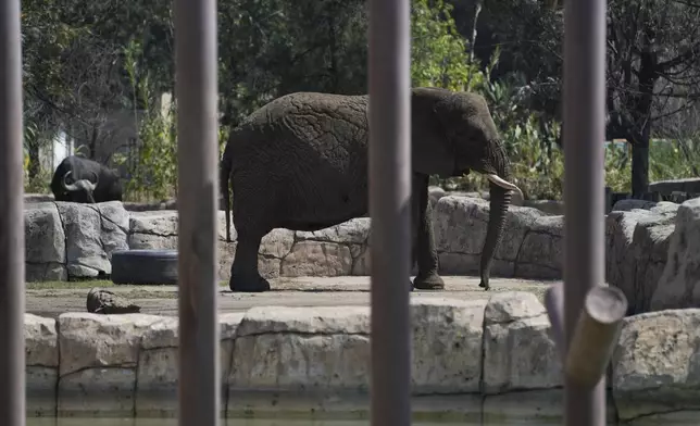 The elephant Ely stands in an enclosure at the San Juan de Aragon Zoo in Mexico City, Friday, Feb. 21, 2025. Mexico’s Supreme Court is expected to rule soon on an effort by advocates to improve conditions for Ely who have filed complaints of alleged animal abuse and abandonment. (AP Photo/Marco Ugarte)