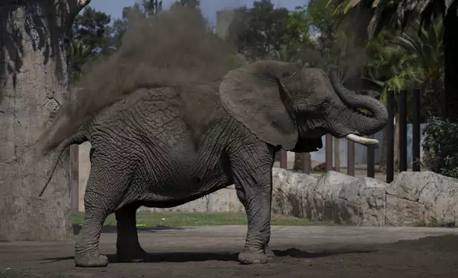 The elephant Ely bathes with sand at the San Juan de Aragon Zoo in Mexico City, Friday, Feb. 21, 2025. Mexico’s Supreme Court is expected to rule soon on an effort by advocates to improve conditions for Ely who have filed complaints of animal abuse and abandonment. (AP Photo/Marco Ugarte)