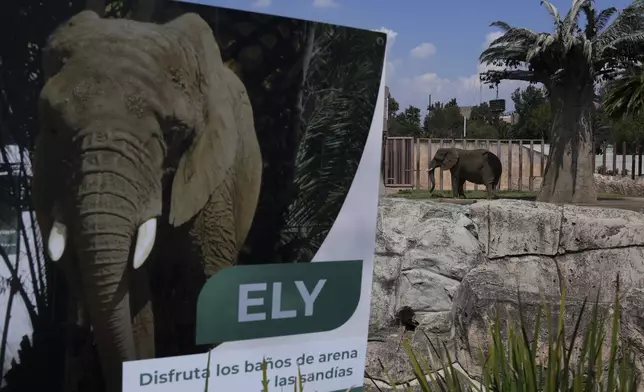 The elephant Ely stands in an enclosure at the San Juan de Aragon Zoo in Mexico City, Friday, Feb. 21, 2025. Mexico’s Supreme Court is expected to rule soon on an effort by advocates to improve conditions for Ely who have filed complaints of alleged animal abuse and abandonment. (AP Photo/Marco Ugarte)