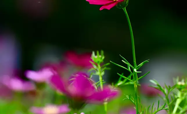 Flower Show to adorn Victoria Park with theme flower cosmos from March 14  Source: HKSAR Government Press Releases