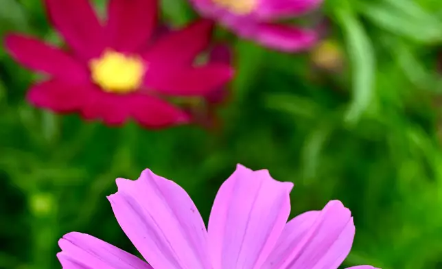 Flower Show to adorn Victoria Park with theme flower cosmos from March 14  Source: HKSAR Government Press Releases