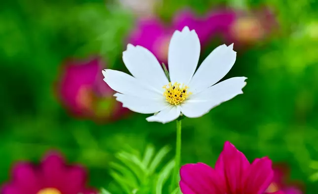 Flower Show to adorn Victoria Park with theme flower cosmos from March 14  Source: HKSAR Government Press Releases