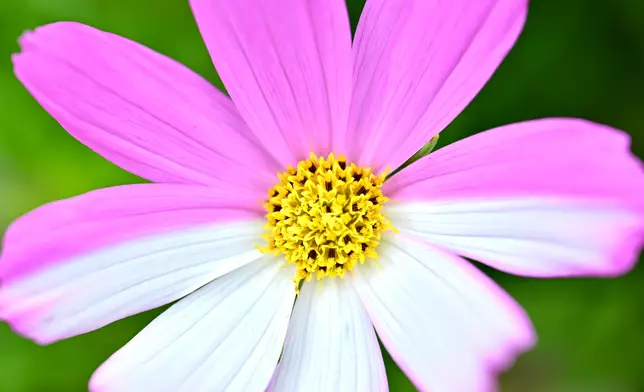 Flower Show to adorn Victoria Park with theme flower cosmos from March 14  Source: HKSAR Government Press Releases