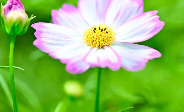 Flower Show to adorn Victoria Park with theme flower cosmos from March 14  Source: HKSAR Government Press Releases