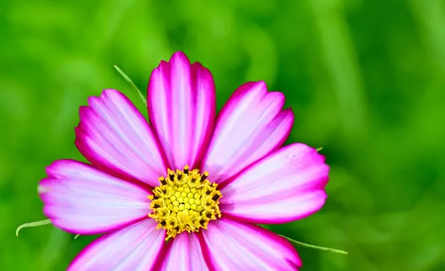 Flower Show to adorn Victoria Park with theme flower cosmos from March 14  Source: HKSAR Government Press Releases