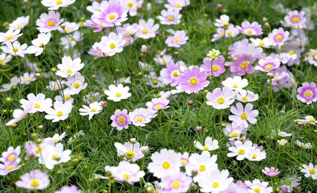 Flower Show to adorn Victoria Park with theme flower cosmos from March 14  Source: HKSAR Government Press Releases