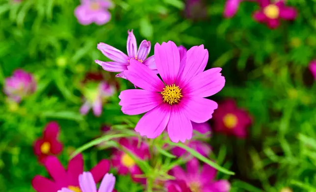 Flower Show to adorn Victoria Park with theme flower cosmos from March 14  Source: HKSAR Government Press Releases