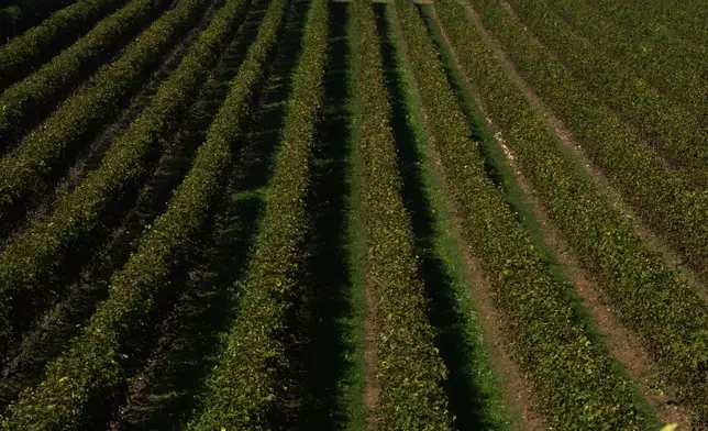 A view of the vineyard of the "Prosecco" variety in Colle Umberto, Italy, Friday, Oct. 15, 2021. (AP Photo/Antonio Calanni, File)