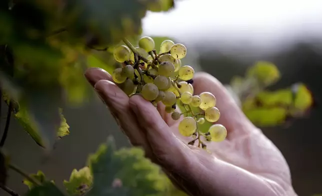 Wine grower Adelino Pizzobon checks a bunch of grapes in a Prosecco vineyard at the Case Paolin farm, in Volpago del Montello, Italy, Monday, Oct. 15, 2018. (AP Photo/Luca Bruno, File)