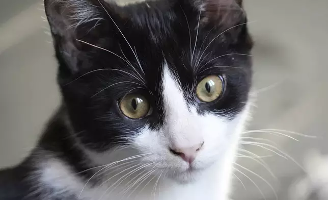 Maxwell, a young male was one of two kittens that the Leicester family adopted after their beloved adult cat Jimmy was run over and killed last year, Friday, Feb. 14, 2025, in Le Pecq. (AP Photo/John Leicester)