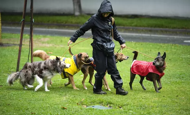Dog walker Jade Martin walks a group of dogs in the rain Thursday, Feb. 13, 2025, in Los Angeles. (AP Photo/Damian Dovarganes)