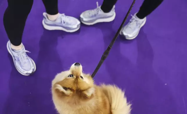 Ellie, an All-American half Pomeranian and half Husky, waits for a treat at the 149th Westminster Kennel Club Dog show, Saturday, Feb. 8, 2025, in New York. (AP Photo/Heather Khalifa)