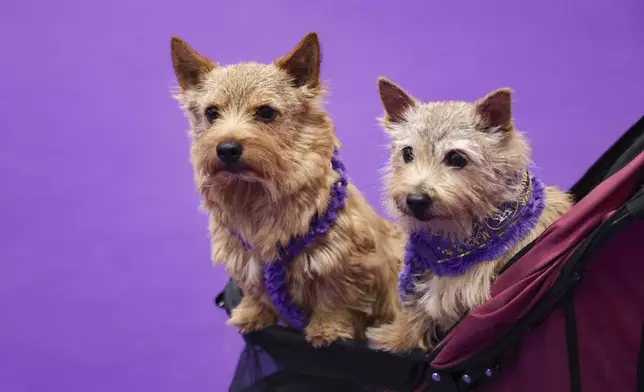 Benny, left, and Tansey, Norwich Terriers, sit in a stroller at the 149th Westminster Kennel Club Dog show, Saturday, Feb. 8, 2025, in New York. (AP Photo/Heather Khalifa)