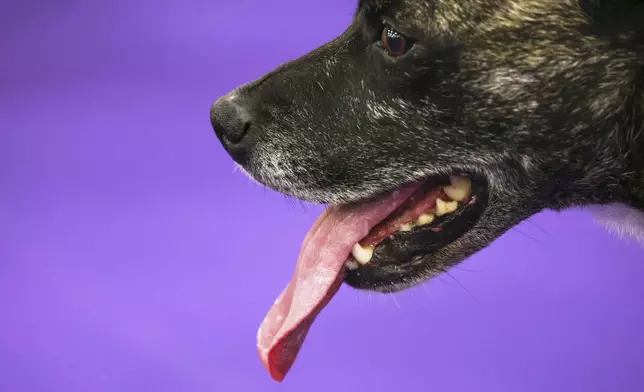 Champion, an All-American breed, sticks out their tongue at the 149th Westminster Kennel Club Dog show, Saturday, Feb. 8, 2025, in New York. (AP Photo/Heather Khalifa)