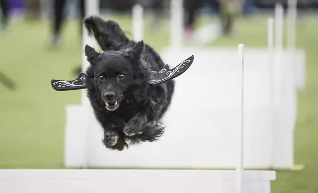 Dogs compete in the Flyball tournament at the 149th Westminster Kennel Club Dog show, Saturday, Feb. 8, 2025, in New York. (AP Photo/Heather Khalifa)