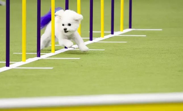 A dog competeswld in the Masters Agility Championship Finals during the 149th Westminster Kennel Club Dog show, Saturday, Feb. 8, 2025, in New York. (AP Photo/Heather Khalifa)