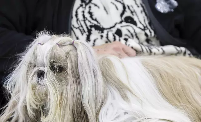 Judy Harding wears a sweater featuring a Shih Tzu while holding her dog Tova at the 149th Westminster Kennel Club Dog show, Saturday, Feb. 8, 2025, in New York. (AP Photo/Heather Khalifa)