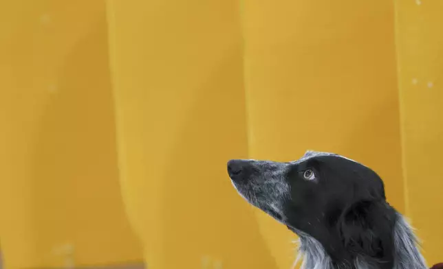 A dog waits near the demo ring benching area at the 149th Westminster Kennel Club Dog show, Saturday, Feb. 8, 2025, in New York. (AP Photo/Heather Khalifa)