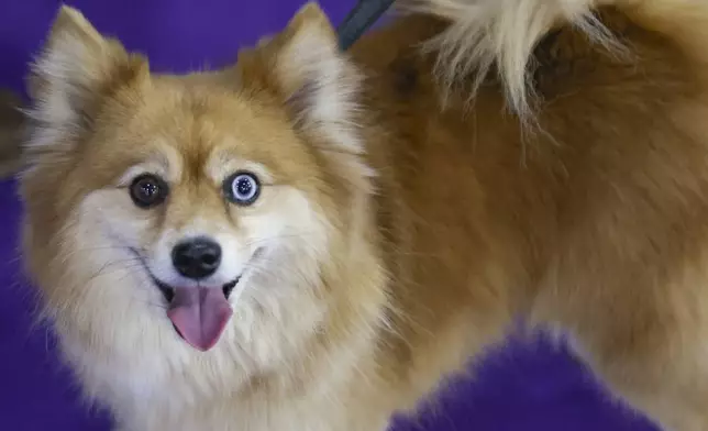 Ellie, an All-American half Pomeranian and half Husky, looks up while surrounded by supporters at the 149th Westminster Kennel Club Dog show, Saturday, Feb. 8, 2025, in New York. (AP Photo/Heather Khalifa)