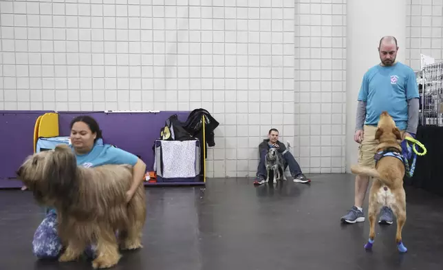 Handlers and their dogs wait for the start of the flyball tournament at the 149th Westminster Kennel Club Dog show, Saturday, Feb. 8, 2025, in New York. (AP Photo/Heather Khalifa)