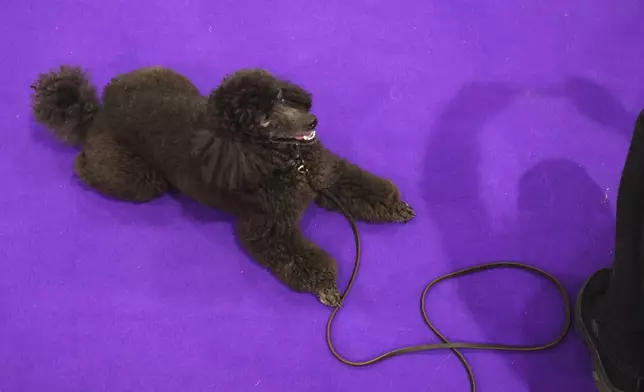 Chloe the poodle watches as Colleen Swierkocki takes a photo at the 149th Westminster Kennel Club Dog show, Saturday, Feb. 8, 2025, in New York. (AP Photo/Heather Khalifa)wld