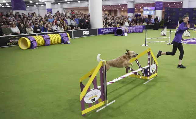 Kimber, an Australian Cattle Dog, competes in the Masters Agility Championship Finals during the 149th Westminster Kennel Club Dog show, Saturday, Feb. 8, 2025, in New York. (AP Photo/Heather Khalifa)