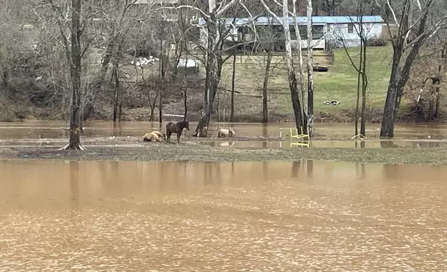 Horses seek higher ground after thunderstorms caused flooding Thursday, Feb. 6, 2025, in Poca, W.Va. (AP Photo/John Raby)