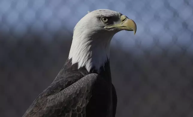 A bald eagle named Freedom perches on a branch at the Turtle Back Zoo in West Orange, N.J., Wednesday, Jan. 15, 2025. (AP Photo/Seth Wenig)