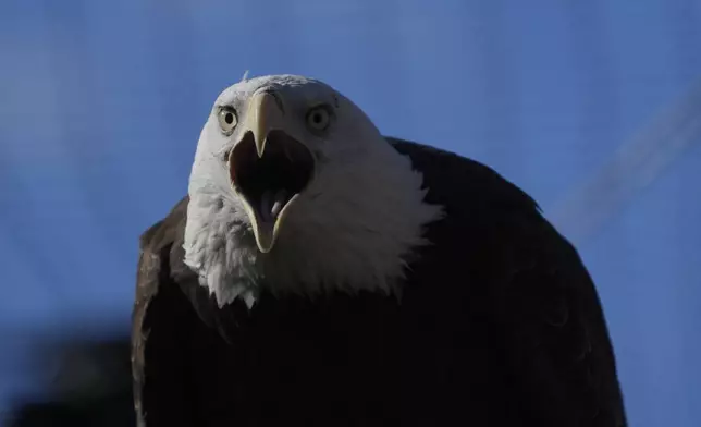 A bald eagle named Freedom perches on a branch at the Turtle Back Zoo in West Orange, N.J., Wednesday, Jan. 15, 2025. (AP Photo/Seth Wenig)