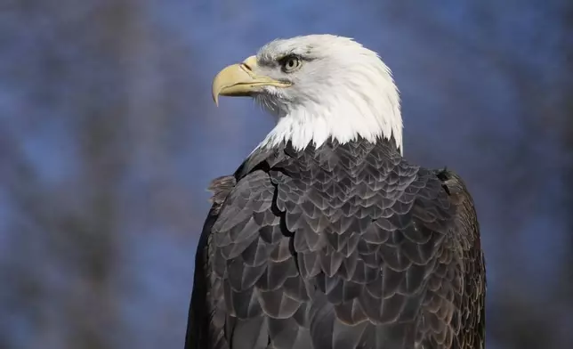 A bald eagle named Freedom perches on a branch at the Turtle Back Zoo in West Orange, N.J., Wednesday, Jan. 15, 2025. (AP Photo/Seth Wenig)