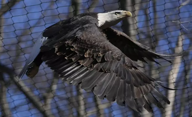 A bald eagle named Freedom flies around its enclosure at the Turtle Back Zoo in West Orange, N.J., Wednesday, Jan. 15, 2025. (AP Photo/Seth Wenig)