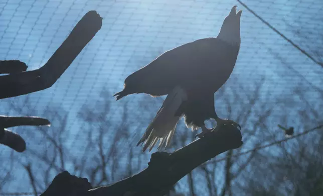 A bald eagle named Freedom perches on a branch at the Turtle Back Zoo in West Orange, N.J., Wednesday, Jan. 15, 2025. (AP Photo/Seth Wenig)