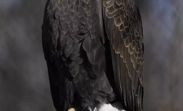 A bald eagle named Freedom perches on a branch at the Turtle Back Zoo in West Orange, N.J., Wednesday, Jan. 15, 2025. (AP Photo/Seth Wenig)