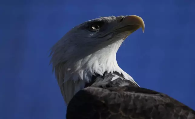 A bald eagle named Freedom perches on a branch at the Turtle Back Zoo in West Orange, N.J., Wednesday, Jan. 15, 2025. (AP Photo/Seth Wenig)
