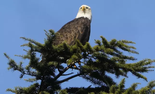 FILE - A bald eagle rests on a tree next to Union Bay, Jan. 16, 2024, in Seattle. (AP Photo/Lindsey Wasson, File)