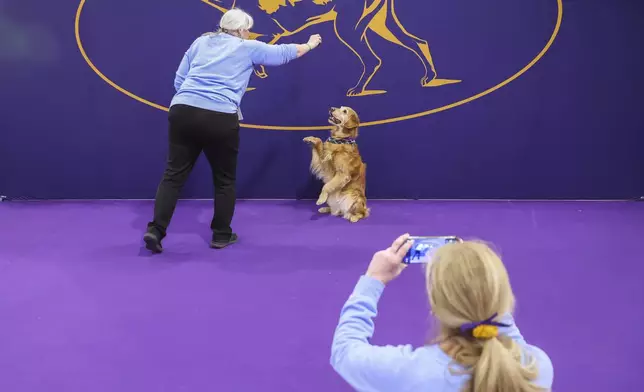 Colleen Swierkocki takes a photo of Diane Stenberg and her golden retriever, Brook, at the 149th Westminster Kennel Club Dog show, Saturday, Feb. 8, 2025, in New York. (AP Photo/Heather Khalifa)