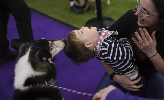 Nico Hutkin, center, reacts after feeding a dog during the 149th Westminster Kennel Club Dog show, Saturday, Feb. 8, 2025, in New York. (AP Photo/Heather Khalifa)