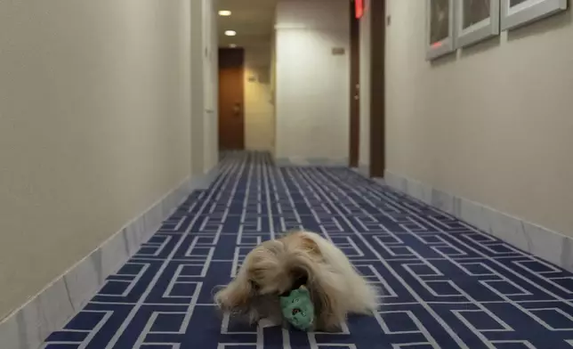 President of the Westminster Kennel Club Donald Sturz, not pictured, shows Fiona, his pet pekingese, during an interview with The Associated Press at The New Yorker hotel, Thursday, Jan. 30, 2025, in New York. (AP Photo/Julia Demaree Nikhinson)