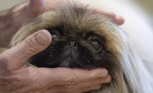 President of the Westminster Kennel Club Donald Sturz shows Fiona, his pet pekingese, during an interview with The Associated Press at The New Yorker hotel, Thursday, Jan. 30, 2025, in New York. (AP Photo/Julia Demaree Nikhinson)