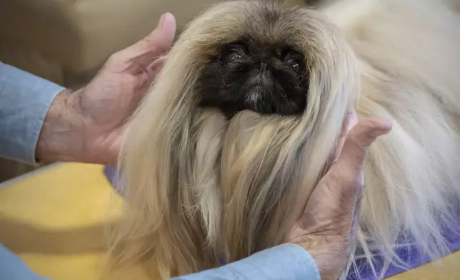 President of the Westminster Kennel Club Donald Sturz shows Fiona, his pet pekingese, during an interview with The Associated Press at The New Yorker hotel, Thursday, Jan. 30, 2025, in New York. (AP Photo/Julia Demaree Nikhinson)