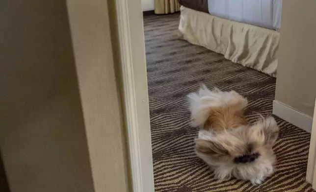 President of the Westminster Kennel Club Donald Sturz, not pictured, shows Fiona, his pet pekingese, during an interview with The Associated Press at The New Yorker hotel, Thursday, Jan. 30, 2025, in New York. (AP Photo/Julia Demaree Nikhinson)